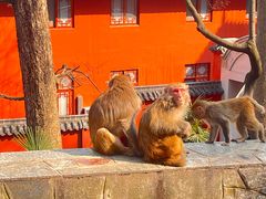 -黔灵山公园