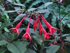 -国家植物园南园