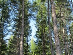 -塞罕坝国家级自然保护区