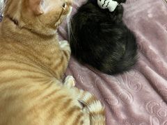 -伟伟宠物医院·瑞派猫友好医院·猫科(光谷店)