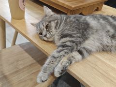 -楼上猫咖(罗湖店)