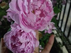 -仁和公园(顺义区)