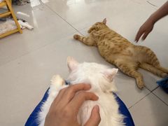 -平行世界·猫咖(首经贸店)