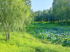-东郊湿地公园