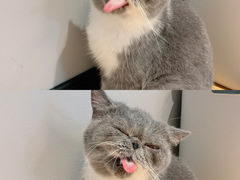 -啵啵喵·猫咖(攀华国际店)