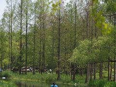 -上海共青森林公园