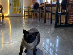 -猫小院猫主题餐厅(南锣旗舰店)
