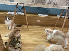 -滚猫咖啡·猫咖·猫友好撸猫(未来城店)