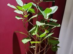 -悦融琥珀·京鲁菜·海味珍品(西单店)