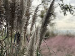 -上海滨江森林公园