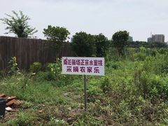-南汇新场正宗水蜜桃采摘