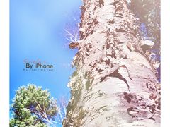 -汤旺河林海奇石景区