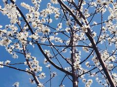 -桃花堤公园