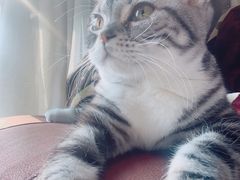 -猫大福·Fortune Cat猫舍(百子湾店)