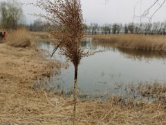 -野鸭湖国家湿地公园