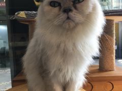 -more than meow吴止猫主题餐厅(承德 中船汇店)