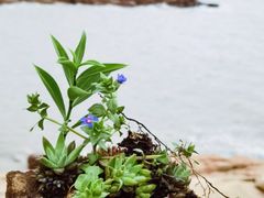 -宁波松兰山滨海旅游度假区
