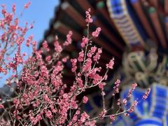 -梅花山(明孝陵内)