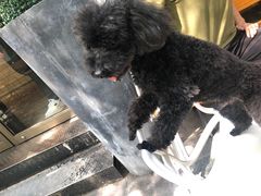 -PETKIT 小佩宠物·低压洗护·美容·寄养(安远店)