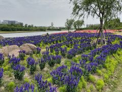 -春花秋色城市公园