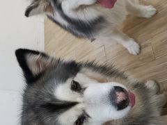 -李小姐の猫咖啡馆(五角场店)