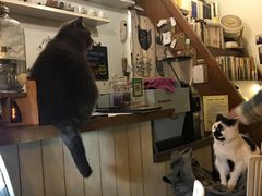 -海边的猫和咖啡馆