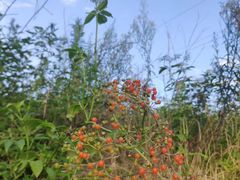 -三圣花乡旅游区