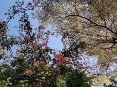 -海心沙亚运公园