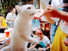 -喵屿·大理花园猫咖