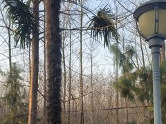 -合肥滨湖国家森林公园