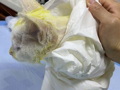 -美联众合动物医院·24h转诊中心