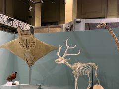 -国家自然博物馆