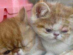 -糯米喵星人·撸猫猫舍咖啡馆(西市场嘉华店)