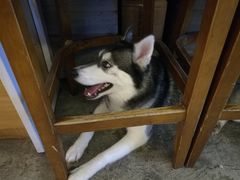 -more than meow吴止猫主题餐厅(承德 中船汇店)