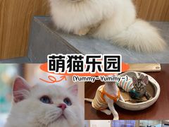 -山宅一喵德文卷毛猫舍