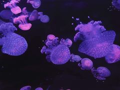 -欢乐海岸海洋奇梦馆