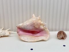 -青岛贝壳博物馆