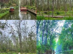 -合肥滨湖国家森林公园