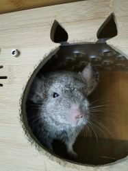 -飞梵造型