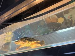 -花鸟鱼虫鲜花绿植市场(玉泉路店)