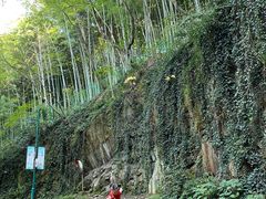 -上海佘山国家森林公园西佘山园