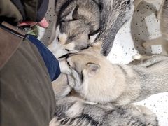 -Husky Go!哈士奇体验馆·宠物咖啡厅狗咖