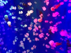 -成都浩海立方海洋公园