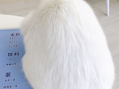 -喵的天空名猫咖啡馆·撸猫·猫舍·用品