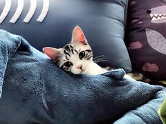 -猫大福·Fortune Cat猫舍(百子湾店)