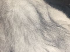 -东方名猫馆·英短金渐层布偶猫舍(环线广场1号楼店)