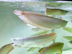 -双季花艺园艺市场(浦东店)