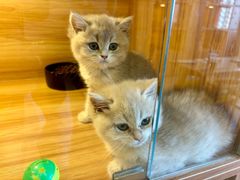 -猫十亿·布偶金渐层·曼基康矮脚猫舍(青年路店)