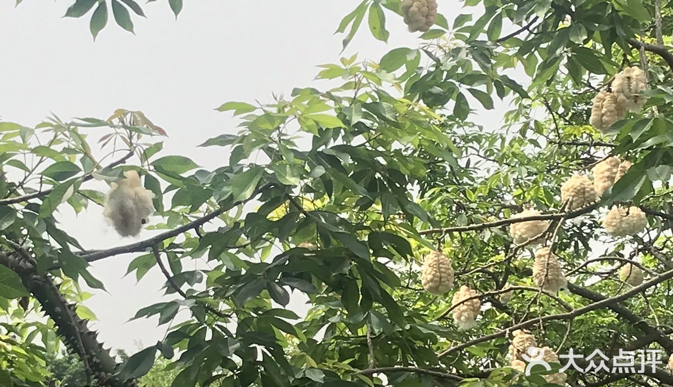 木棉花开 飞絮濛濛