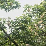 木棉花开 飞絮濛濛